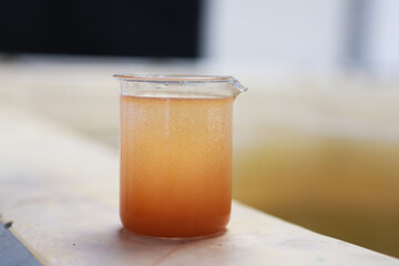 Close-up image of a beaker containing a solid culture of live Artemia (brine shrimp), held in the...