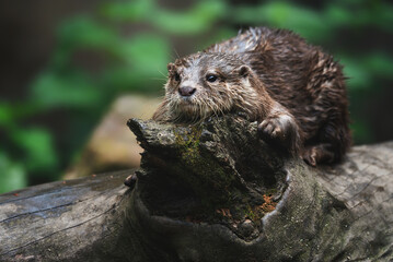 Otter (Lutra Lutra) and her cuteness and her funny face