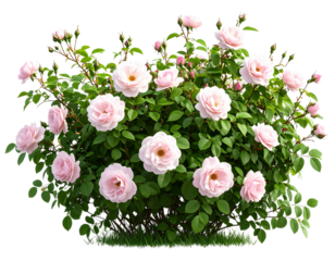Garden Rose Bush with Blooming Flowers – Transparent Background PNG Clipart