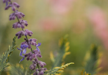 Plant in the nature photo