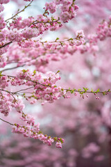 Obraz premium Close-up of beautiful pink cherry blossoms in full bloom, captured in Tallinn, Estonia in April. Soft focus background enhances the romantic and serene springtime atmosphere. Ideal for seasonal themes