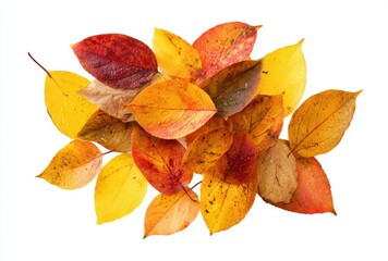 Fototapeta premium colorful autumn leaves