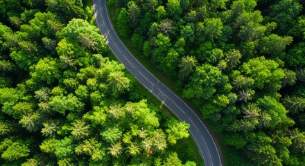 Winding Road Cutting Through Lush Green Forest From Above