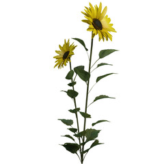 Realistic 3D Sunflower Plant with Green Leaves Isolated on Transparent Background