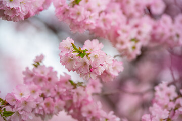 Naklejka premium Close-up of beautiful pink cherry blossoms in full bloom, captured in Tallinn, Estonia in April. Soft focus background enhances the romantic and serene springtime atmosphere. Ideal for seasonal themes