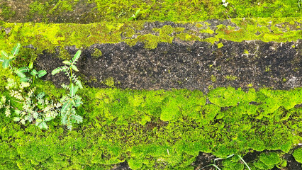 Mossy Brick Wall: Textured shot of an old brick wall overtaken by vibrant green moss and small...