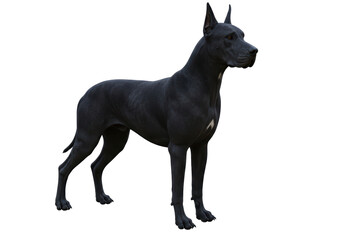 Isolated Majestic Great Dane Dog Standing Tall