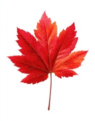 maple leaf isolated on white