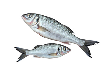 Fototapeta premium Fresh Sea Bass: Two Sizes, Perfect for Recipes & Menus