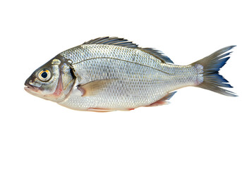 Obraz premium Delicious Mediterranean Sea Bream: A Culinary Delight