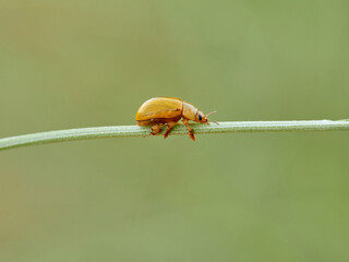 Yellow beetle on a stem. Broom Leaf Beetle or lucerne leaf beetle. Genus Gonioctena.  Family...