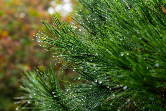 leaves of pine tree with raindrops in the rain - Powered by Adobe