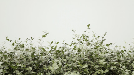 Lush green foliage dusted with white details, creating a clean nature backdrop. Serene natural beauty with ample negative space.