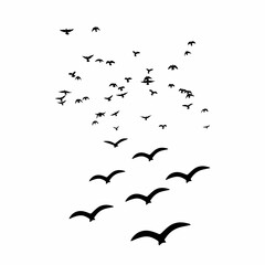 flock of birds