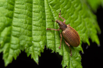 Weevil beetle - Polydrusus mollis, beautiful small weevil beetle native to European forests and...