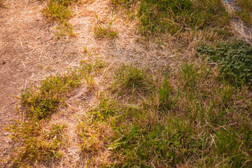 stone pathway in the grass