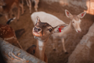 young deer in the zoo