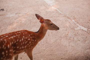 Deer The Woods  