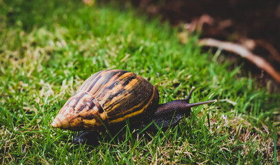 Photo Of A Big Snail In A Garden