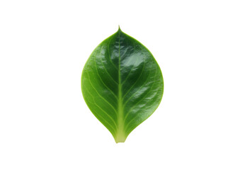 Fototapeta premium Vibrant Green Leaf: Nature Photography for Design Projects