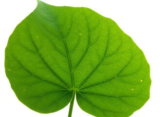 Obraz premium Vibrant Green Leaf: Close-up Macro Photography of Lush Foliage, Detailed Plant Texture