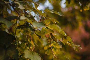 autumn leaves in the forest