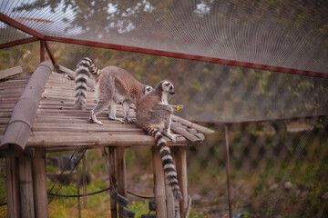 ring tailed lemur catta © Арман Амбарцумян