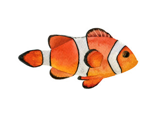Watercolor fish of red sea isolated on white background. Amphiprion Clownfish.