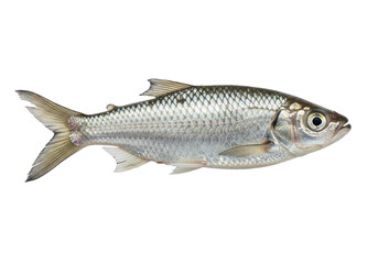 Obraz premium Isolated Fresh Silver Fish with Detailed Scales