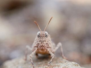 Camouflaged, ash-colored grasshopper. Grasshopper genus Oedipoda