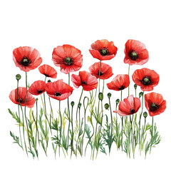 Fototapeta premium Blooming Poppies Wide Field, watercolor drawing vector, isolated on a white background.