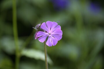 Fleur de Jupiter .