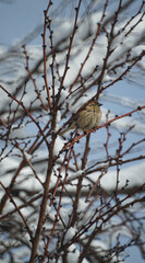 A sparrow on a snow-covered tree branch