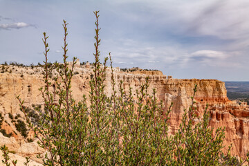 Cercocarpus ledifolius / curl-leaf mountain mahogany.  Paria View, Bryce Canyon National Park, Utah.