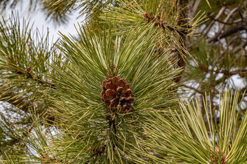 Pinus ponderosa,  ponderosa pine, bull pine, blackjack pine, western yellow-pine, or filipinus...