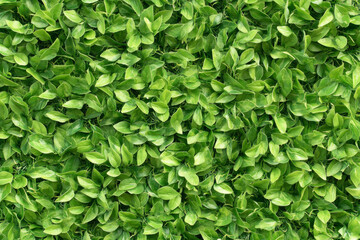 Lush vibrant artificial foliage provides a fresh background texture. Green leaves create a dense, natural wall.