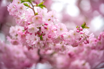 Close-up of beautiful pink cherry blossoms in full bloom, captured in Tallinn, Estonia in April. Soft focus background enhances the romantic and serene springtime atmosphere. Ideal for seasonal themes