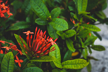 Close Up Of Ixora Coccinea or Red Spike Flower