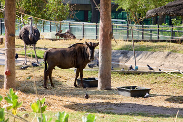 Wildebeest and ostrich in a zoo enclosure