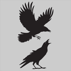 Fototapeta premium Crow Flock Argument