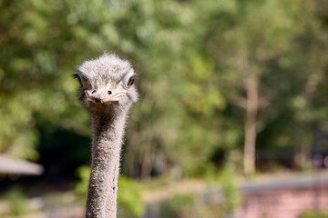 The head of an ostrich looking at the camera