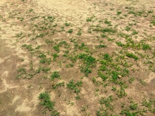 夏の雨上がりの若草生える公園の庭風景
