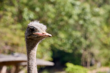 The head of an ostrich looking to the side