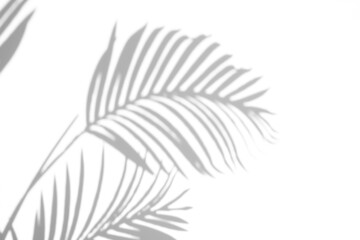 Palm leaf shadow overlay effect,tropical leaves shadows isolated on transparent png background,summer shadow and sunlight
