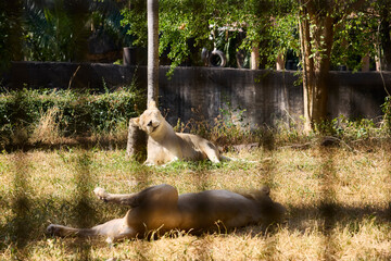 White lionesses in the zoo, view through the bars