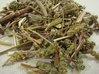 Dried Schizonepeta Tenuifolia (Hyeonggae) Used in Traditional Korean Medicine