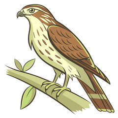 Brown Hawk Perched on Branch Illustration