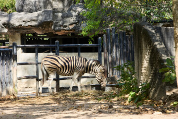 Zebra in an enclosure at the zoo