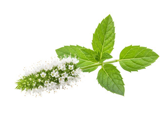 Isolated Blooming Mint Flower with White Petals