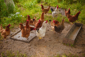 chickens in nature